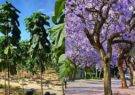 ممنوعیت کاشت درخت مهاجم «پائولونیا» در رودسر