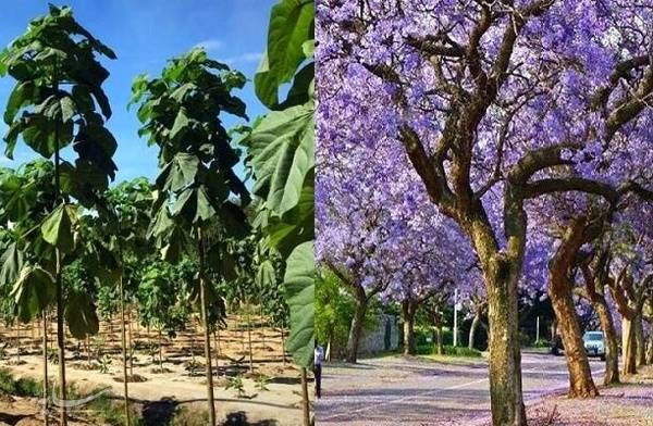ممنوعیت کاشت درخت مهاجم «پائولونیا» در رودسر