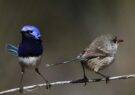 پرنده‌ها به دلیل «خیانت» از هم طلاق می‌گیرند!