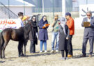 جشنواره ملی زیبایی اسب كاسپین در منطقه آزاد انزلی برگزار شد