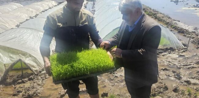 بازدید فرماندار شهرستان آستانه اشرفیه از شالیزارهای در حال نشاء، آب بندان ها و کانال های آبرسانی