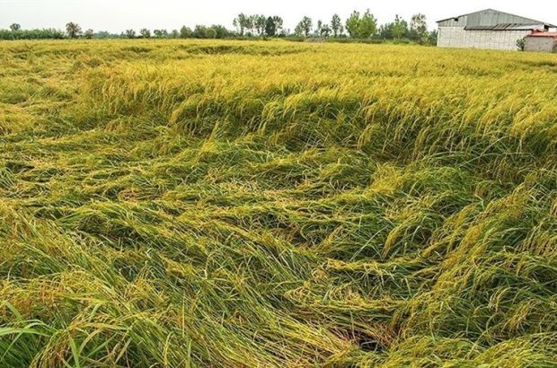 خوابیدگی ۱۰ درصد شالیزارهای گیلان در مرحله برداشت برنج خوابیدگی ۱۰ درصد شالیزارهای گیلان در مرحله برداشت برنج