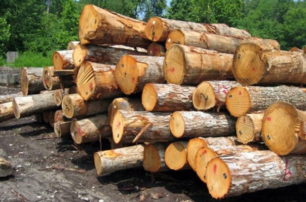 کشف ۱۳ تن چوب جنگلی قاچاق در املش کشف ۱۳ تن چوب جنگلی قاچاق در املش