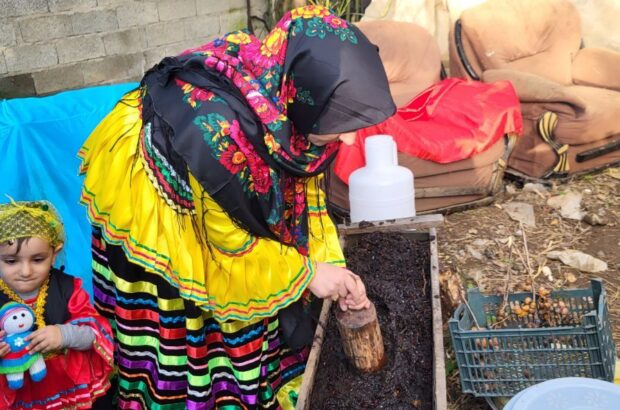 جشنوارهای با طعم شیرین در یکی از روستاهای شهرستان فومن جشنوارهای با طعم شیرین در یکی از روستاهای شهرستان فومن