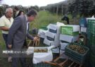 مرادی: ۴۵ هزار تُن کیوی سالانه در رودسر تولید می‌ شود